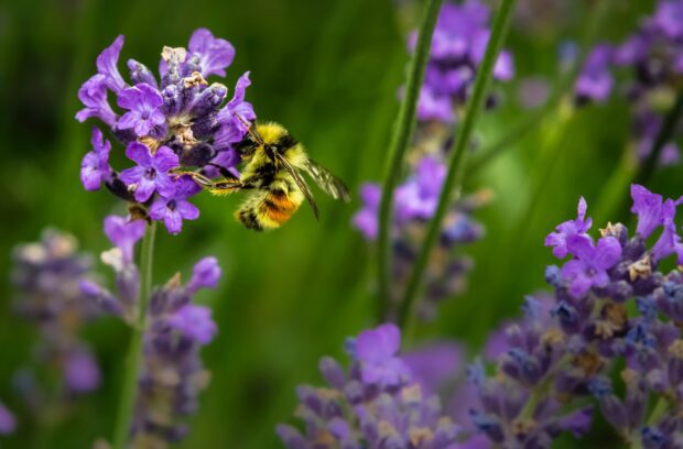 Photo of a bee on a flower